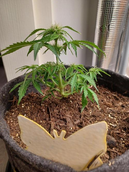 Corkscrew tyson 2.0 indoor. Week 8