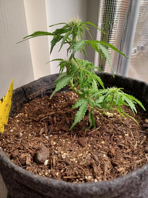 Corkscrew tyson 2.0 indoor. Week 8