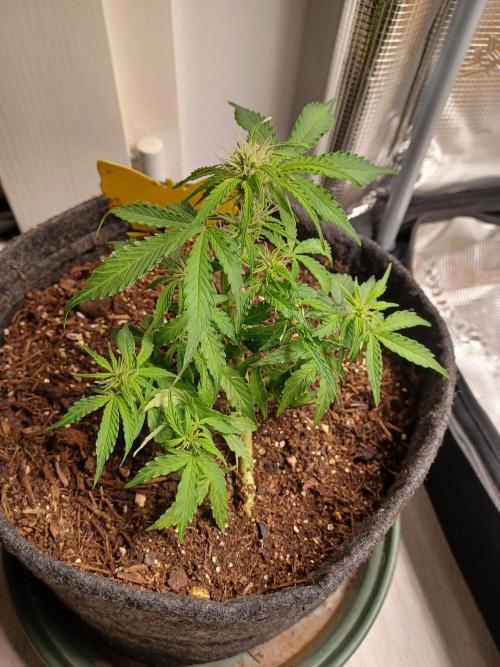 Corkscrew tyson 2.0 indoor. Week 8
