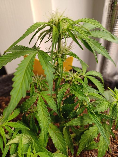 Corkscrew Automatic. Week 8