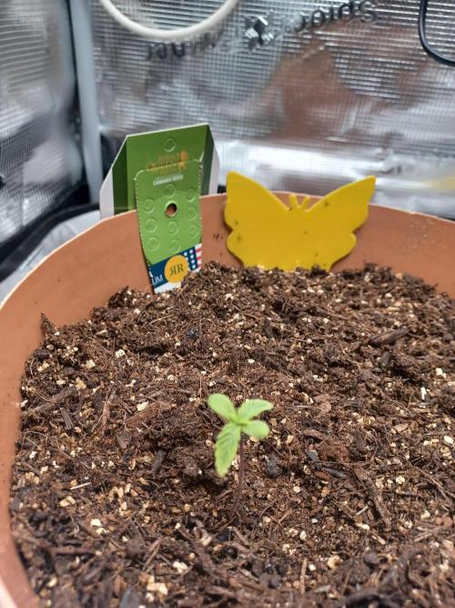 1st Royal Runtz auto rqs indoor. Week 1