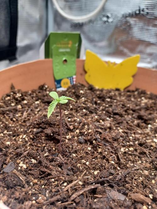 1st Royal Runtz auto rqs indoor. Week 1