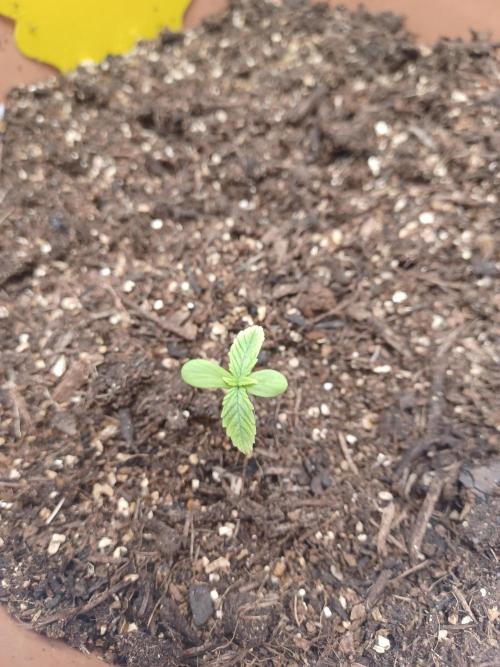 1st Royal Runtz auto rqs indoor. Week 1