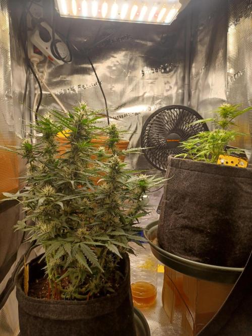 Corkscrew tyson 2.0 indoor. Week 9