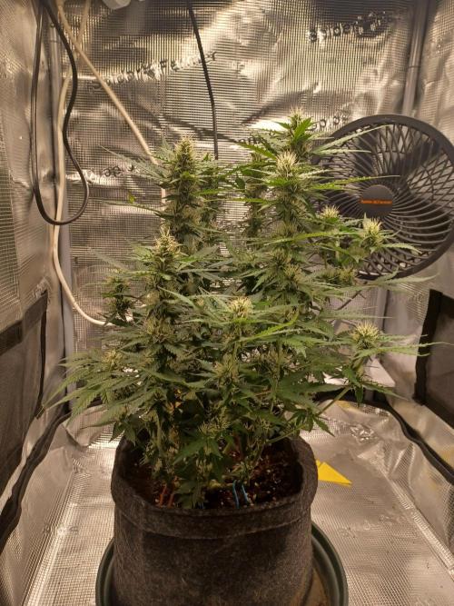 Corkscrew tyson 2.0 indoor. Week 9