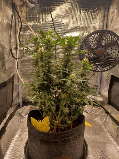 Corkscrew tyson 2.0 indoor. Week 9