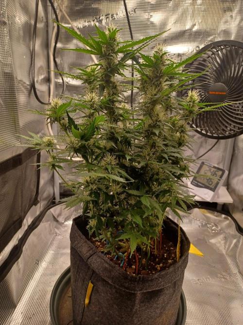 Corkscrew tyson 2.0 indoor. Week 9