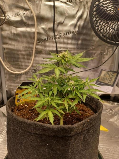 Corkscrew tyson 2.0 indoor. Week 9
