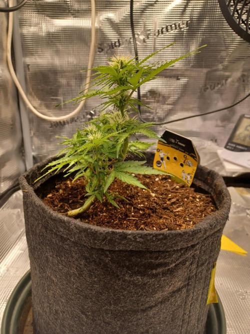 Corkscrew tyson 2.0 indoor. Week 9