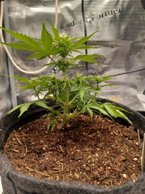 Corkscrew tyson 2.0 indoor. Week 9