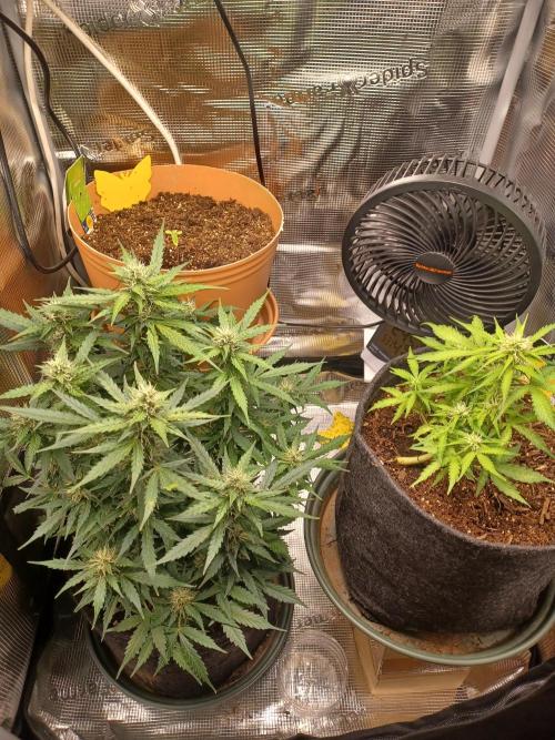 Corkscrew Automatic. Week 9