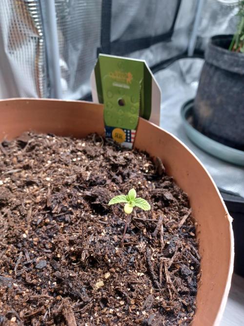 1st Royal Runtz auto rqs indoor. Week 2