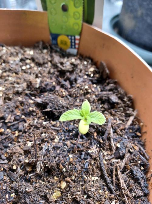 1st Royal Runtz auto rqs indoor. Week 2