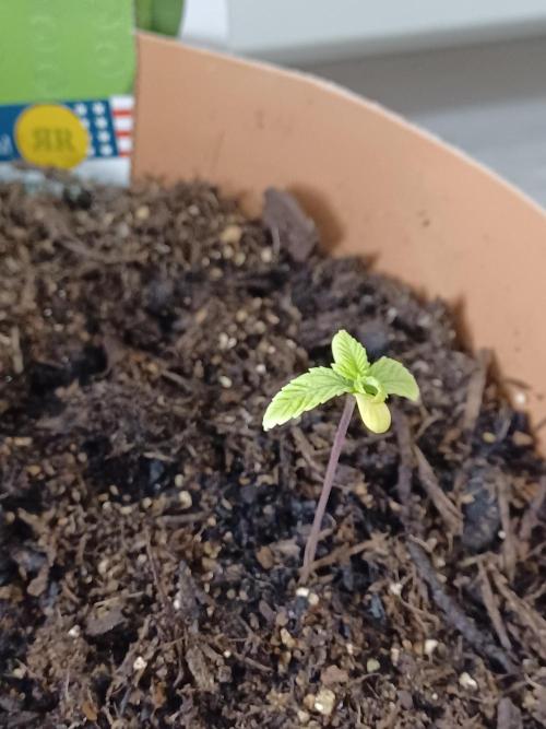 1st Royal Runtz auto rqs indoor. Week 2