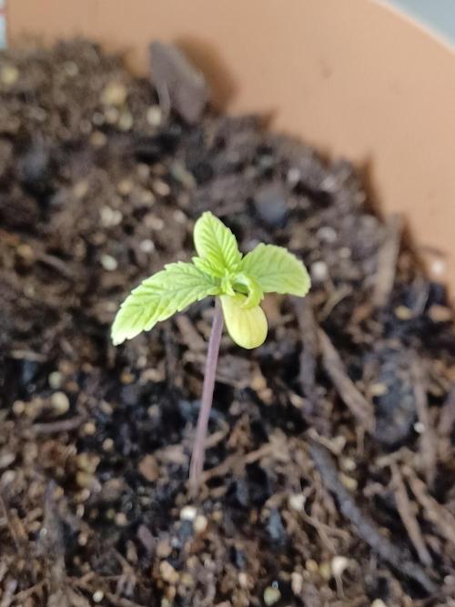 1st Royal Runtz auto rqs indoor. Week 2