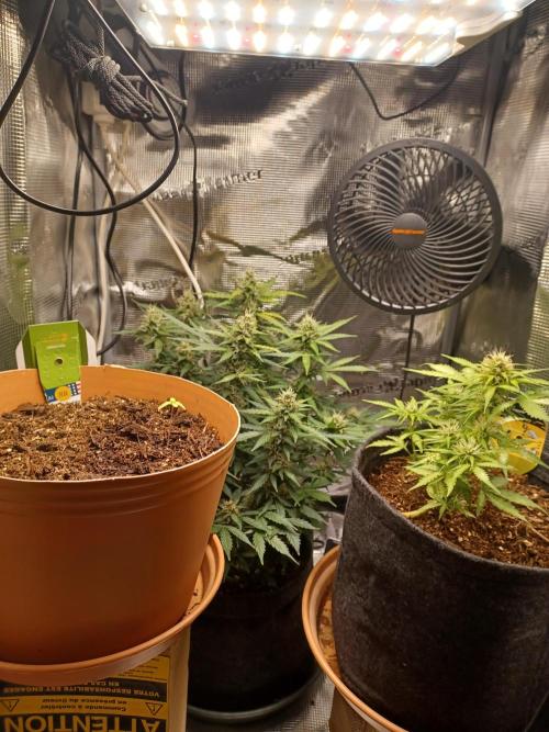 1st Royal Runtz auto rqs indoor. Week 2