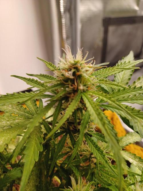 Corkscrew Automatic. Week 10