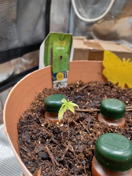 1st Royal Runtz auto rqs indoor. Week 3