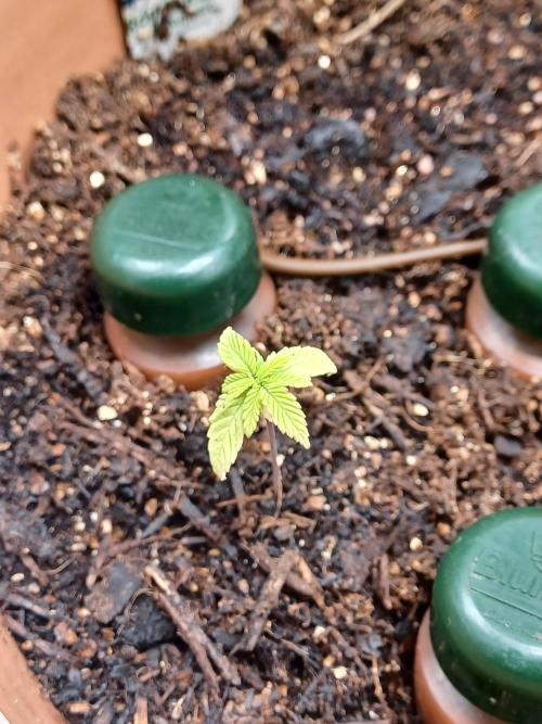 1st Royal Runtz auto rqs indoor. Week 3
