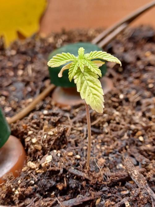 1st Royal Runtz auto rqs indoor. Week 3
