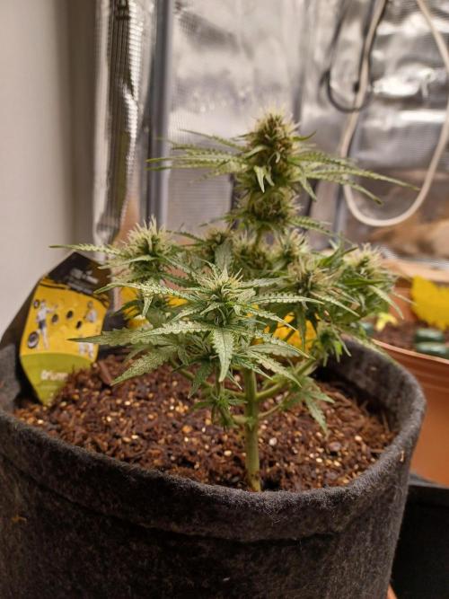 Corkscrew tyson 2.0 indoor. Week 11