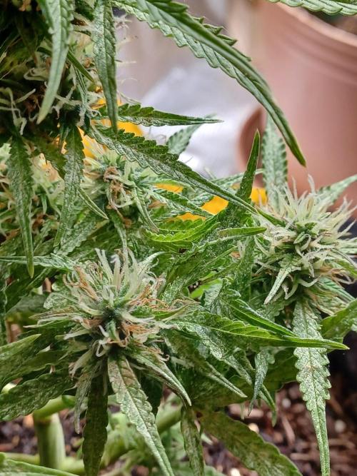 Corkscrew Automatic. Week 11