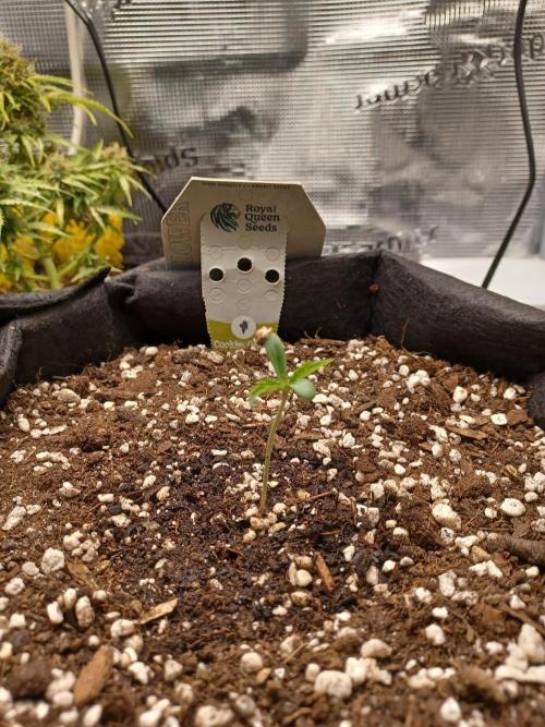 2nd cookies gelato auto. Week 0
