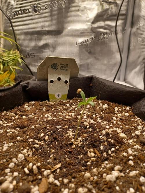 Cookies Gelato Automatic. Week 0