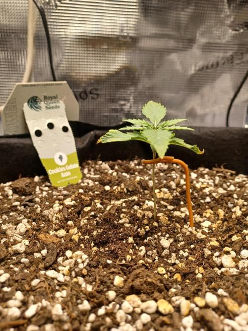 2nd cookies gelato auto. Week 1