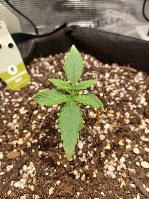 2nd cookies gelato auto. Week 1