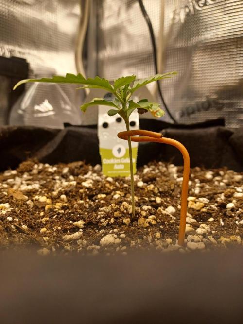 2nd cookies gelato auto. Week 1