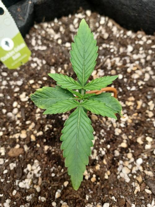 2nd cookies gelato auto. Week 1