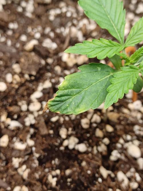 2nd cookies gelato auto. Week 1