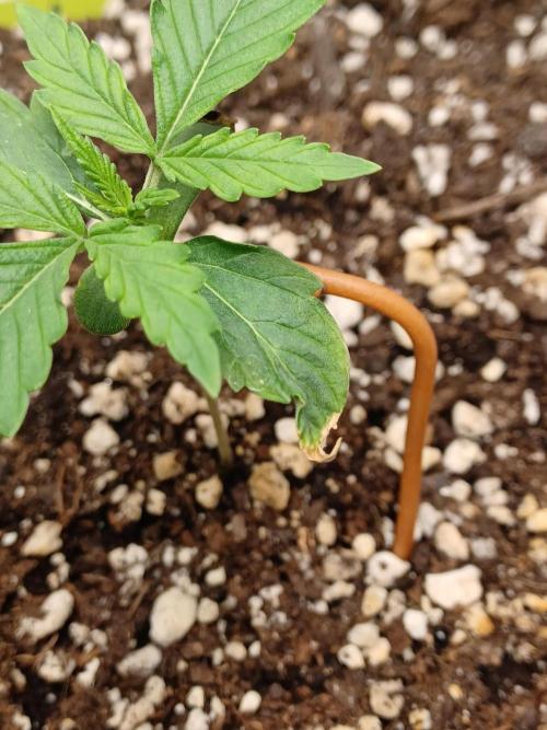 2nd cookies gelato auto. Week 1