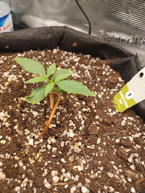 2nd cookies gelato auto. Week 1