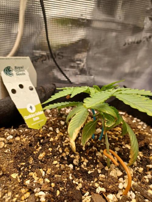 2nd cookies gelato auto. Week 2