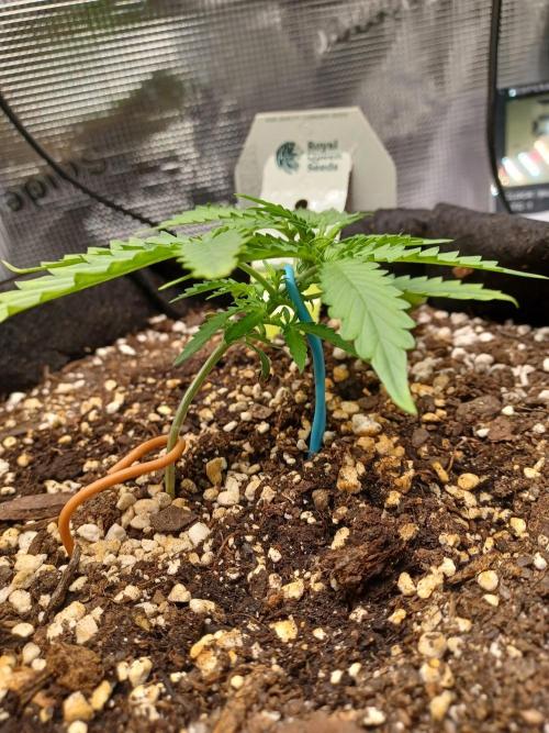 2nd cookies gelato auto. Week 2