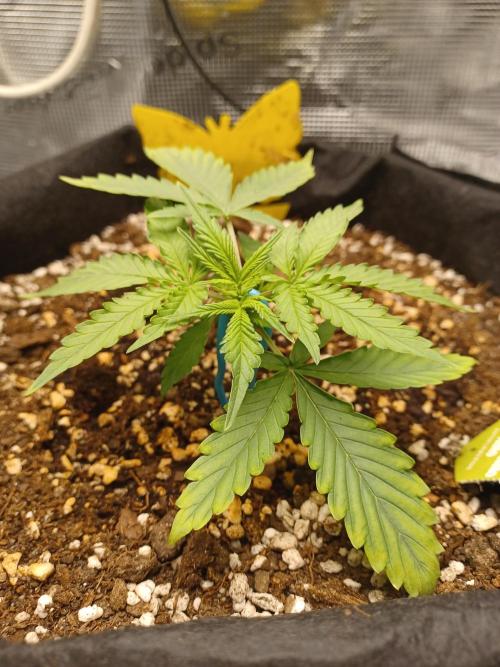 2nd cookies gelato auto. Week 2