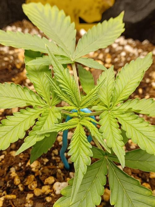 2nd cookies gelato auto. Week 2