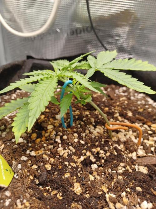 2nd cookies gelato auto. Week 2