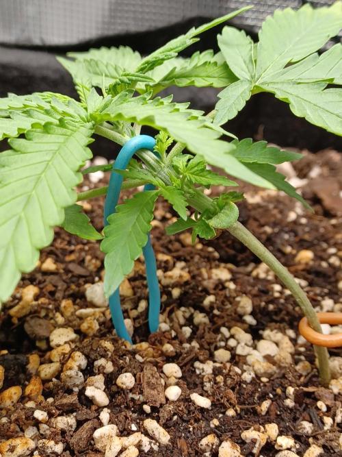 2nd cookies gelato auto. Week 2