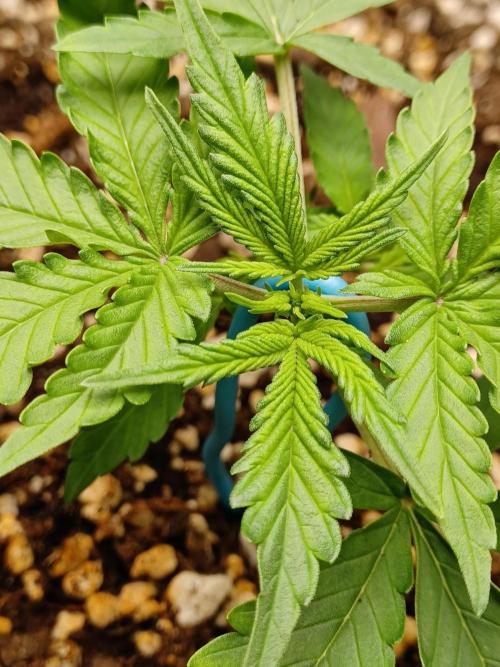 Cookies Gelato Automatic. Week 2