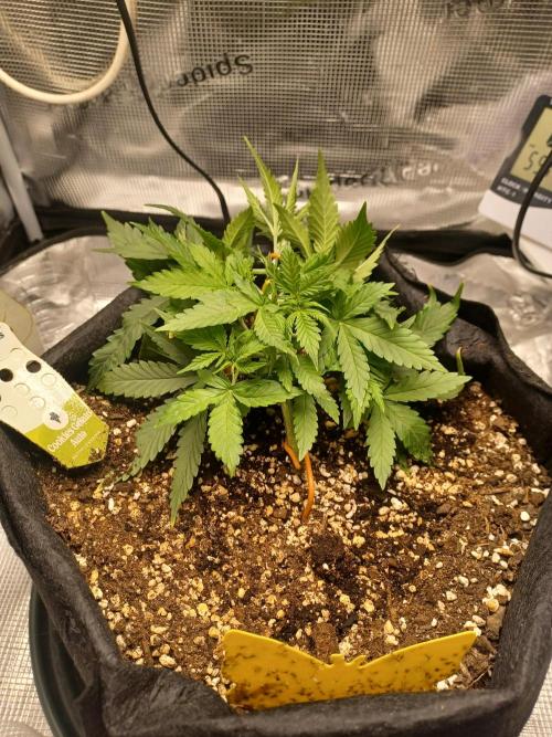 2nd cookies gelato auto. Week 3