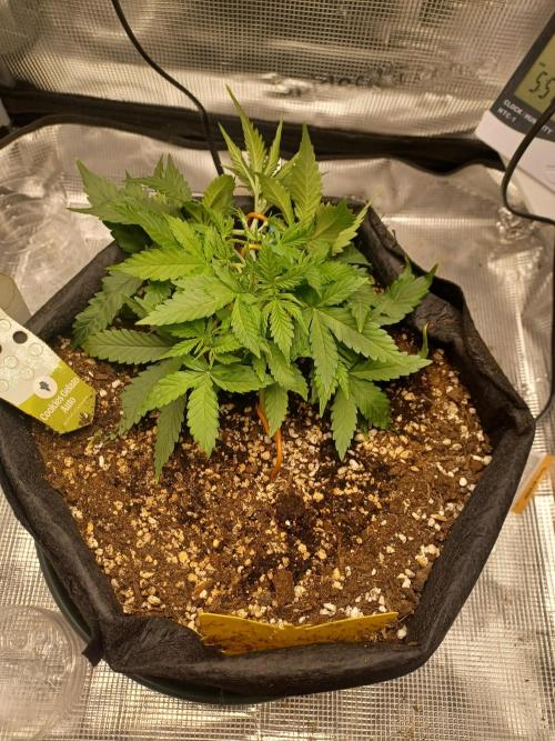 2nd cookies gelato auto. Week 3