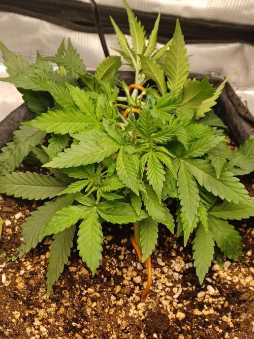 2nd cookies gelato auto. Week 3