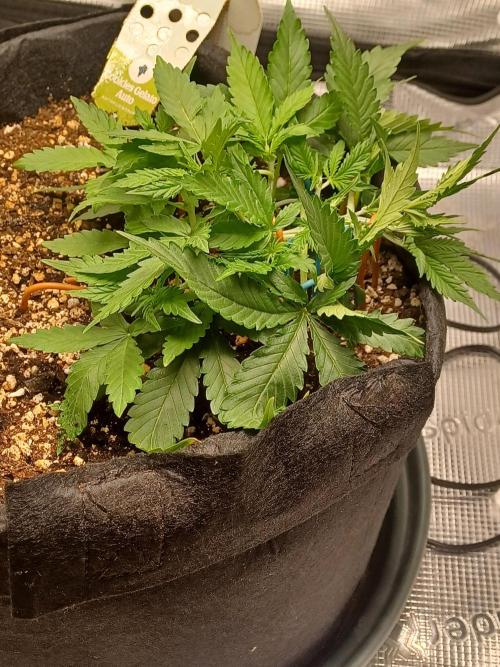 2nd cookies gelato auto. Week 3