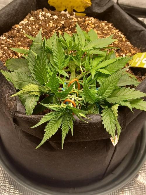 2nd cookies gelato auto. Week 3
