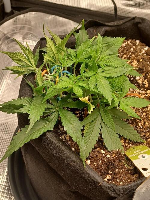 2nd cookies gelato auto. Week 3