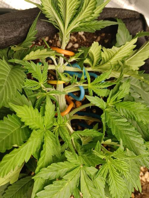 Cookies Gelato Automatic. Week 3