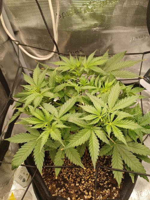 2nd cookies gelato auto. Week 4